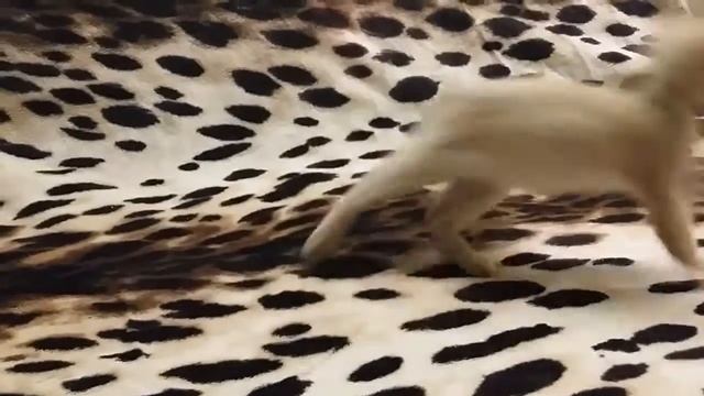 Кот бурма Футболист//Питомник бурм Arctic Silk смотреть онлайн