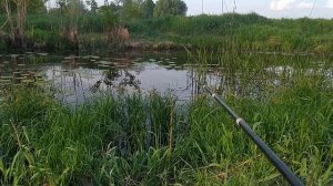 Ловля карася на озере.Рибалка на паплавок.