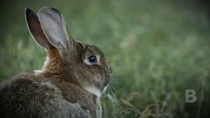 В Австралии более 300 миллионов кроликов! Почему местные жители не едят их?