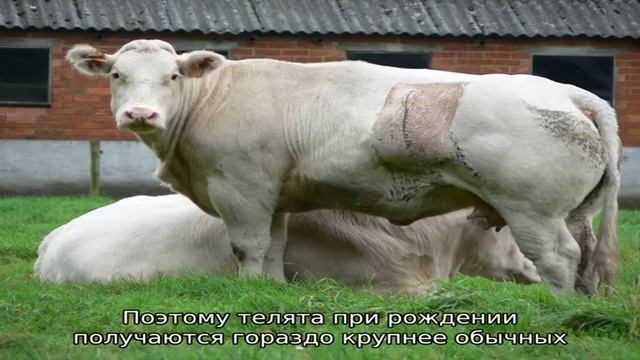 Бельгийские голубые коровы - мускулистая порода смотреть онлайн