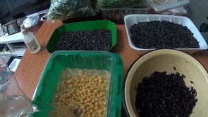 МИКРОЗЕЛЕНЬ, ГОРОХ, ПОДСОЛНУХ, дешёвый способ выращивания.