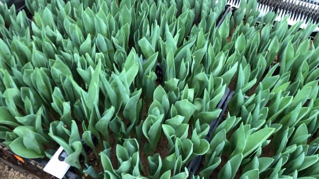 Что делать с детками? Обзор тюльпанов 08.02.2022. Выгонка тюльпанов. смотреть онлайн