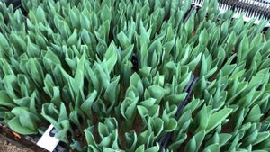 Что делать с детками? Обзор тюльпанов 08.02.2022. Выгонка тюльпанов.