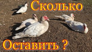 Сколько УТОК оставить на племя ? Индоутки на зимовку / Мускусные утки на племя