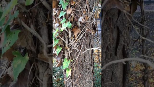 Honey locust (Gleditsia triacanthos) - trunk - October 2017