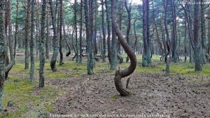 Куршская коса.Танцующий лес