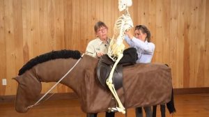 How to Ride the Canter - Skeleton Demonstration!