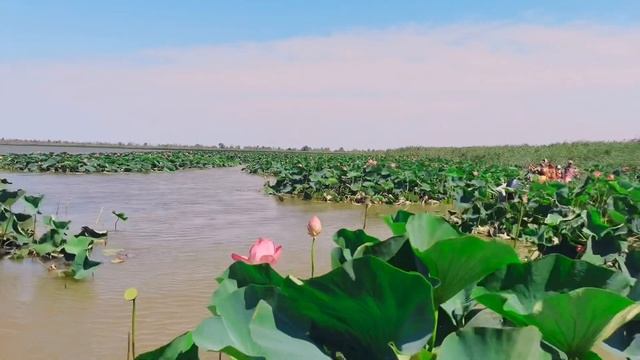 ЛОТОСЫ. Из ВИТЯЗЕВО на АХТАНИЗОВСКИЙ ЛИМАН с экскурсией по КАЗАЧЬЕМУ ЕРИКУ на ЛОДКЕ