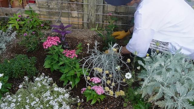 【ガーデンルーティン】梅雨の合間に🌞夏の花に植え替え、球根の堀り上げ、剪定など🌺Garden Care (rainy season), Replanting with summer flowers🌴
