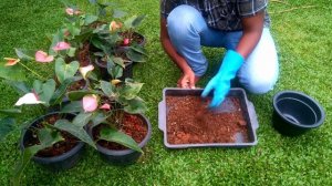 ඇන්තුරියම් මෙහෙම හිටවල බලන්න | anthurium plant care