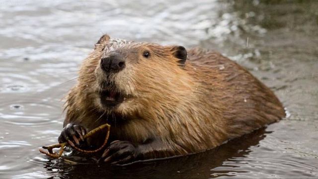 Why do beavers build dams? Life of a beaver #documentary #animals #beaver