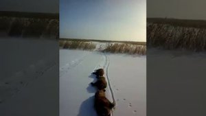 Охота на кабана в Казахстане