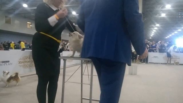 Золотой ошейник 2016 смотреть онлайн