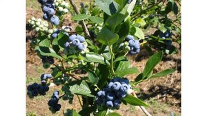 Сорт голубики «Мидер»