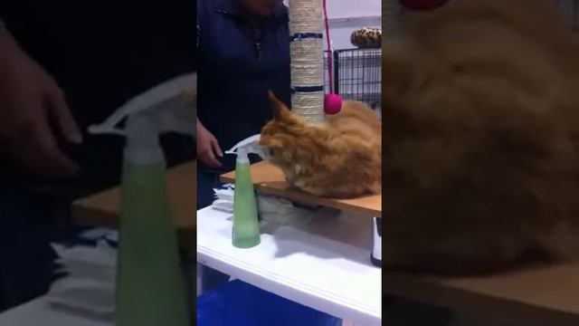 Zilntshadow Frosya 5 месяцев выставка Казань смотреть онлайн