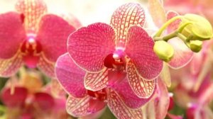 Именины у Анечки. С днём рождения Аня, Анна, Анюта, Аннушка. С днём ангела!