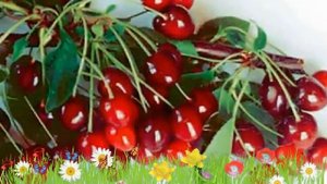 Вишня обыкновенная Лебедянская ? Обзор: посадка и уход. саженцы, крупномеры: описание и особенности