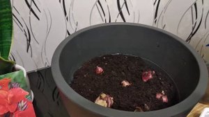 КАК ВЫРАСТИТЬ КАННЫ ДЛЯ РАННЕГО ЦВЕТЕНИЯ.