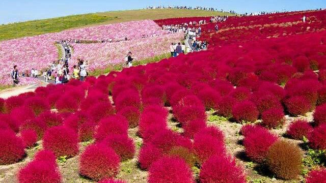 Ibaraki Kochia