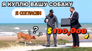 Купить собаку у прохожего за 100 000$??