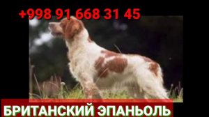 #БРЕТОНСКИЙ #ЭПАНЬОЛ