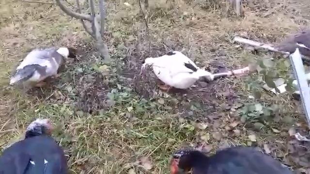 Это селезень или уточка? знаки отличия мускусной утки от селезня. смотреть онлайн