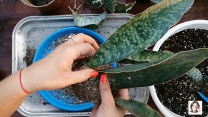 Размножение Сансевиерии делением. Сортовые Сансевиерии - отделение деток.