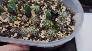 Кактусы из семян. Полгода спустя. Обзор смеси семян компании "Поиск"
