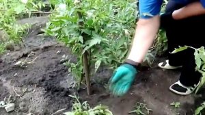 ТОМАТЫ В ЖАРУ. Уход за помидорами в жаркое время года