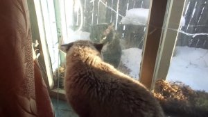 Кот мурзик прогоняет кота