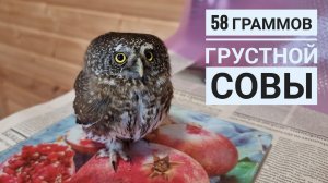 Воробьиный сычик Пуньк заболел. Записались на приём к ветеринару