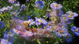 Восхитительные растения, цветущие в сентябре. Осенние цветы.