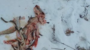 Как грамотно сделать приваду на лисицу. охота на лисицу в феврале.