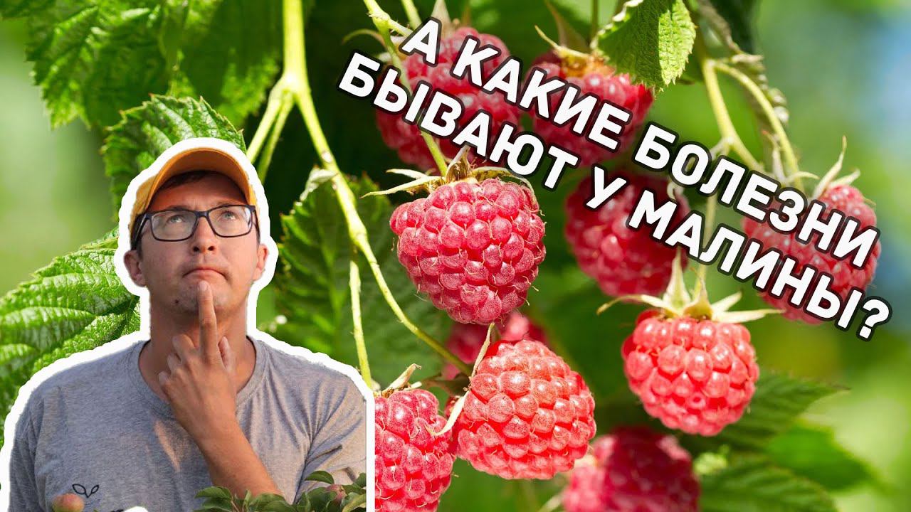 Болезни малины! НЕ ПРОПУСТИТЕ! Иначе вы можете остаться БЕЗ УРОЖАЯ!