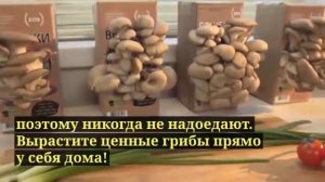 Синопсис домашней грибницы вешенки