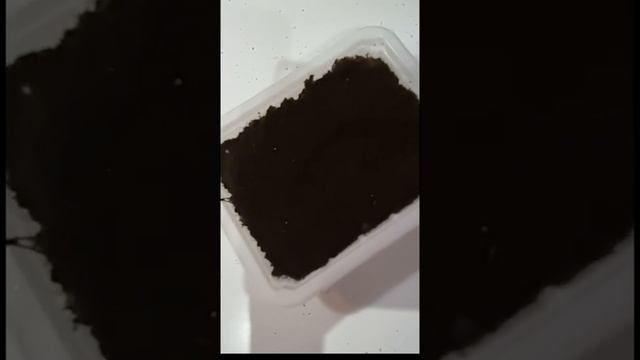Посадка семян! Что получилось?Балконное чудо. Отличная рассада!!! Семена из магазинного перца!!!