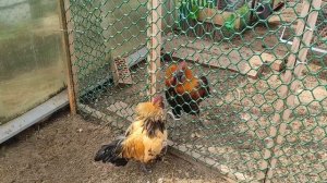 Петухи лакеданзи дерутся