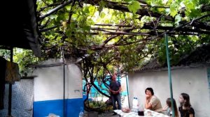 Куст винограда, которому более 50 лет, южная "формировка"