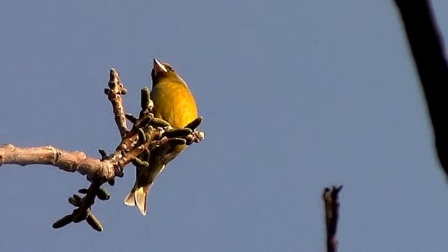 Птица зеленушка (канарейка). Bird of green leaf (canary)