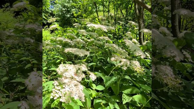 Korean spirea 참조팝나무 チョウセンシモツケSpiraea fritschiana C.K.Schneid.