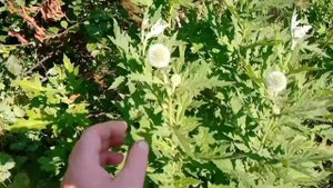 Зацвел ранний мордовник. Сравнение с поздним.