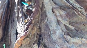 Табачная плантация. Результаты ферментации табака.