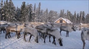 Сегодня мороз, олени в карале...