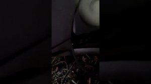 Не включается задняя скорость Калина