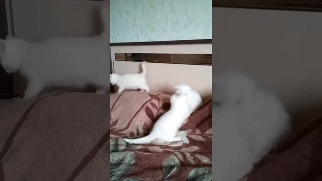 Белые шотландские котята)