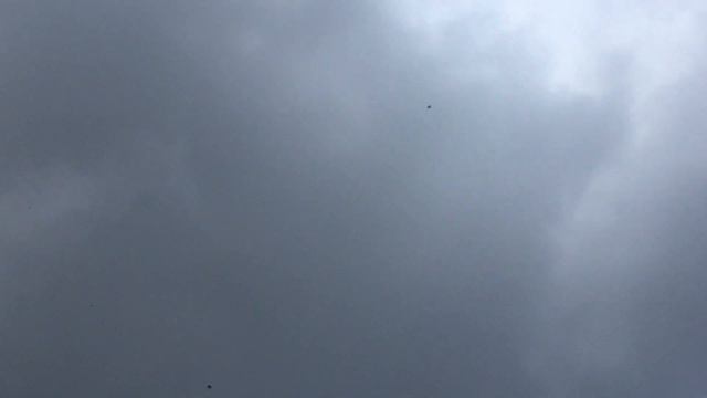 Естественный ОТБОР голубей.