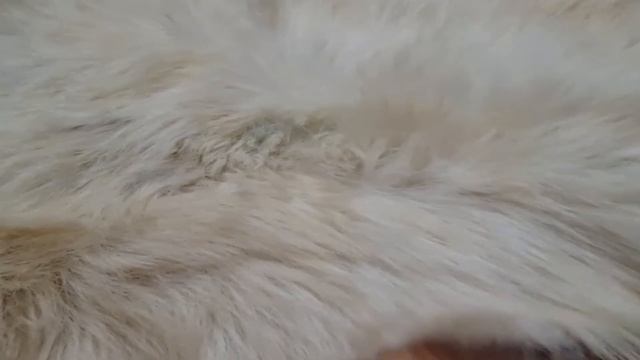 ОВЕЧЬЯ ШКУРА С ДЛИННЫМ МЕХОМ "ЗОЛОТОЕ РУНО" (КОД: 4500 ) смотреть онлайн