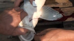 Рыба/ Африканский сазан/ Fish/ Рeixe/ Крупная рыба/Вот это удача!