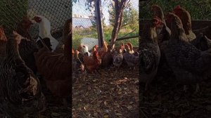 бункерная кормушка для кур работает!!!!