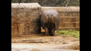 В зоопарке...